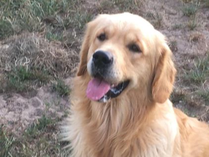 Photo de Yasmine, Golden Retriever pure race