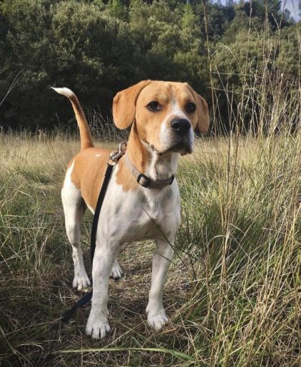 Photo de Charlie, Beagle crois� Bouledogue fran�ais