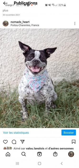 Photo de Idgie , Bouledogue fran�ais crois� Epagneul breton