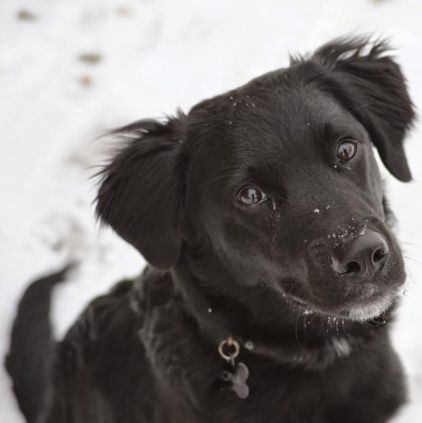 Photo de Kona, Border Collie crois� Labrador Retriever