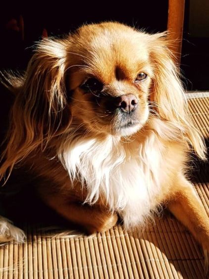 Photo de Laki, Cavalier King Charles crois� Epagneul tib�tain
