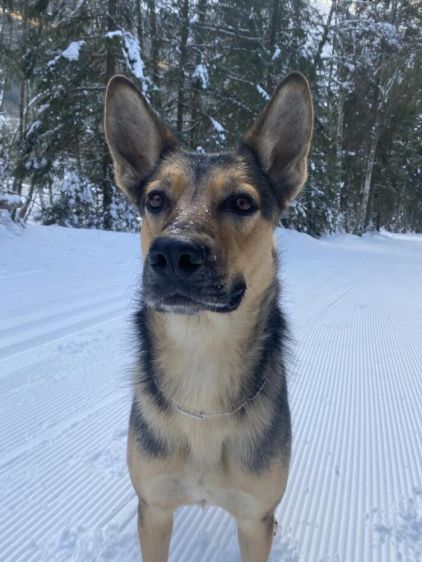 Photo de cysko, Beauceron crois� Chien-loup tch�coslovaque
