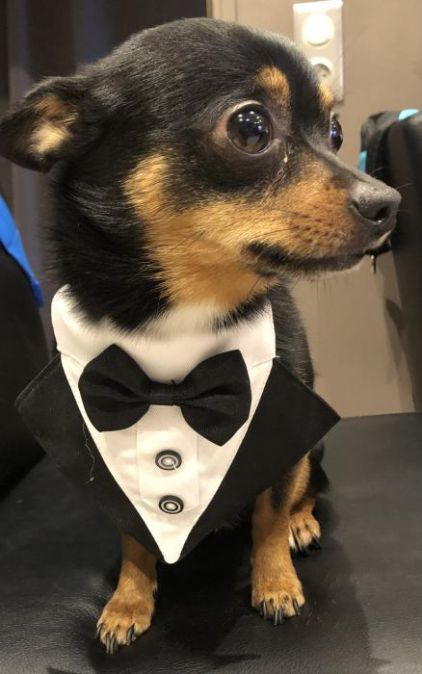 Photo de Swan, Chihuahua crois� Spitz nain