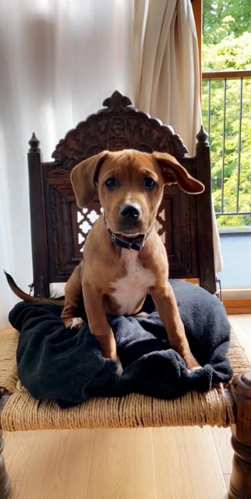 Photo de RAYKI, Staffordshire Bull Terrier crois� Beauceron