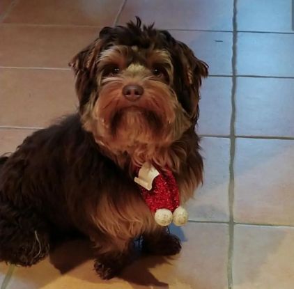 Photo de Rmess, Yorkshire terrier pure race