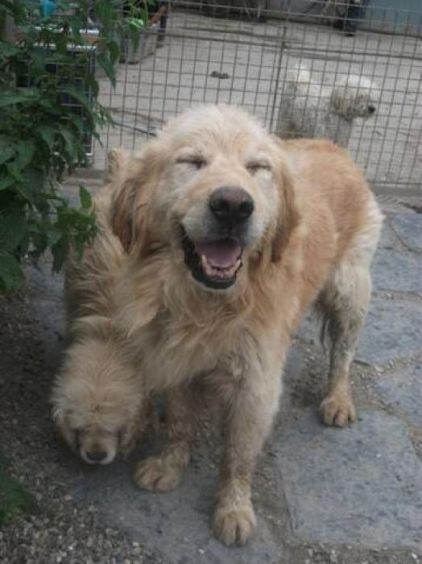 Photo de Wooko, Golden Retriever pure race