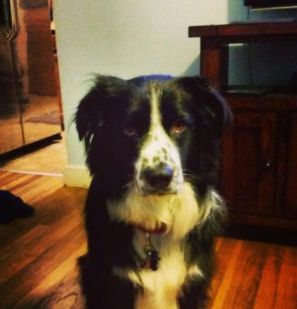 Photo de Fuzzy, berger des pyr�n�es crois� Border Collie