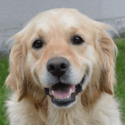 Photo de SLOVAQUO, Golden Retriever pure race
