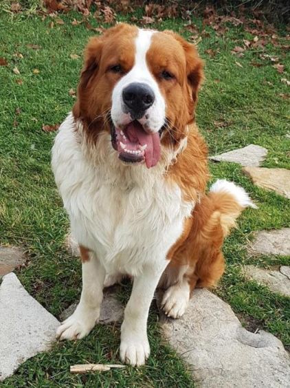 Photo de Goliath, Saint-bernard crois� Bouvier bernois