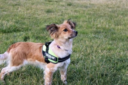 Photo de Ruby, Epagneul breton crois�