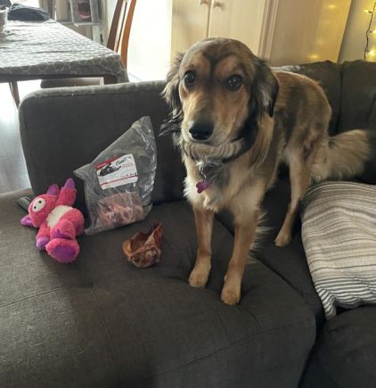 Photo de Lexi, Berger Allemand crois� Golden Retriever