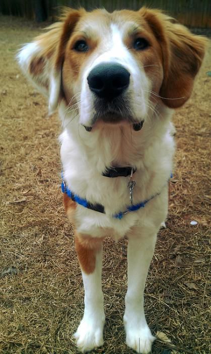 Photo de Smoothie, Golden Retriever crois� Border Collie