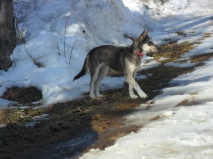 Photo de Chelsy, Husky crois� Berger Allemand
