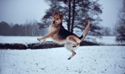 Photo de Maya, Labrador Retriever crois� Berger blanc suisse