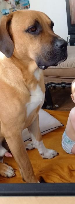 Photo de Fiasko, corniaud Cane Corso Berger Belge Malinois