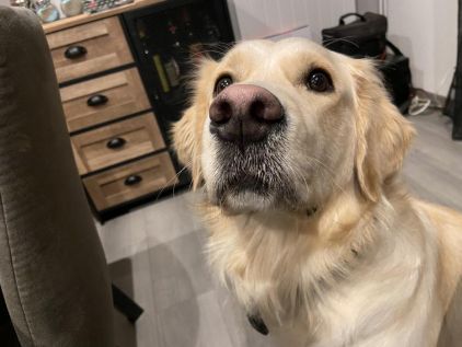 Photo de Rom�o, Golden Retriever pure race