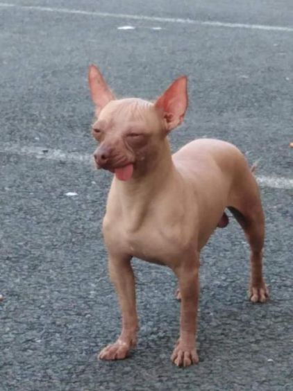 Photo de Taz, Chihuahua crois� Chien chinois