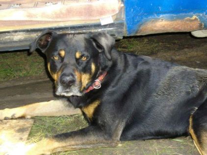 Photo de Ska, corniaud Beauceron Labrador Retriever
