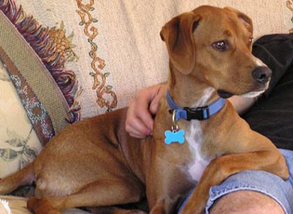 Photo de Murphy, Braque hongrois crois� Basset hound