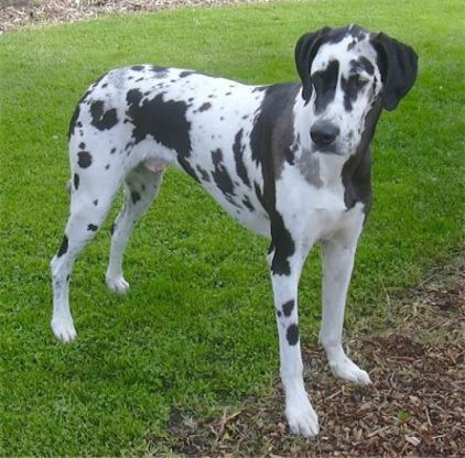 Photo de Diesel, corniaud Dalmatien Dogue allemand