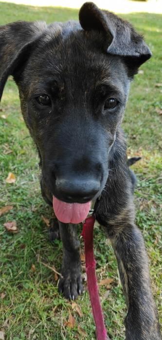 Photo de Daisy, Berger Allemand crois� Cane Corso