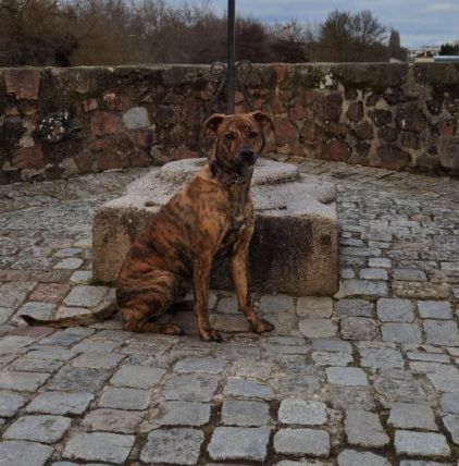 Photo de Rocco, L�vrier crois� Rottweiler