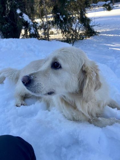 Photo de Lexie, Golden Retriever pure race