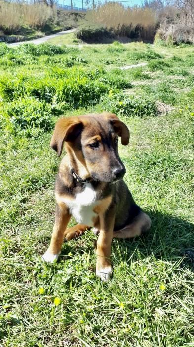 Photo de H�lios, Beauceron crois� berger des pyr�n�es