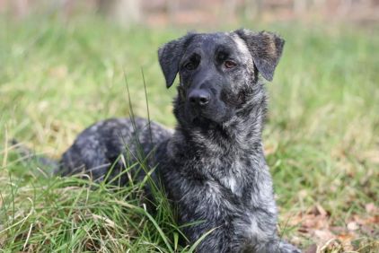 Photo d'Isis, Berger hollandais crois� Golden Retriever