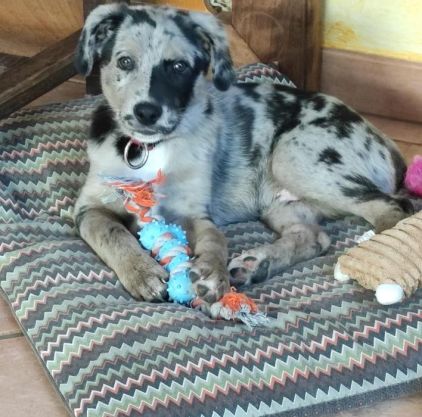 Photo de Sputnik, Berger australien crois� Dalmatien
