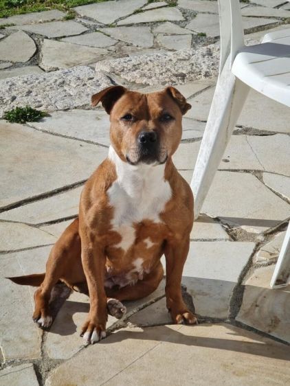 Photo de Isy, Staffordshire Bull Terrier pure race