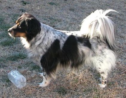 Photo de Bouda, Dalmatien crois� Border Collie
