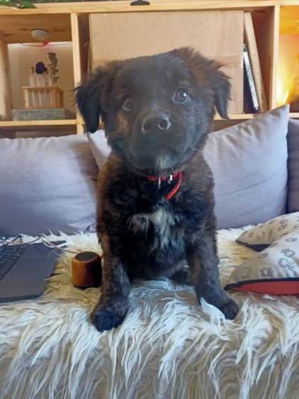 Photo de Tidus, Golden Retriever crois� Berger hollandais