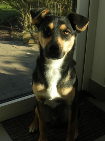 Photo de Loulou, Beagle crois� Beauceron