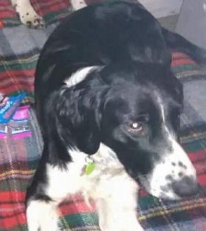 Photo de Guimause, Border Collie crois� Springer anglais