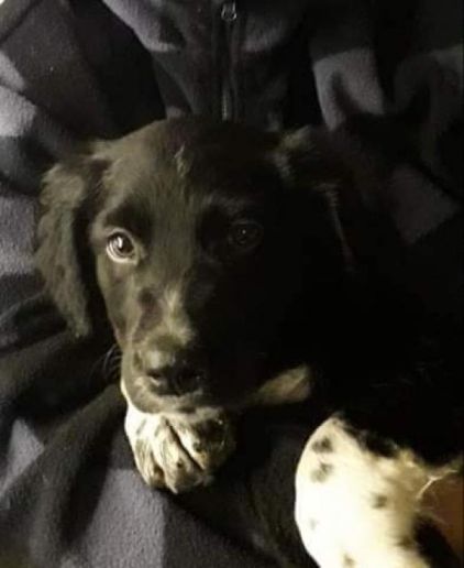 Photo de Maho, Border Collie crois� Berger australien