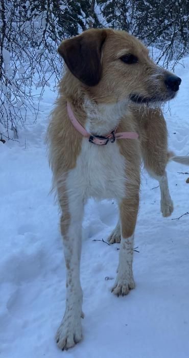 Photo de Peonia, Cursinu crois� Griffon