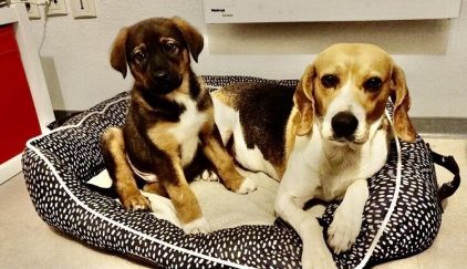 Photo de Naya, Beagle pure race