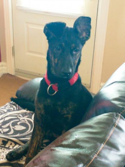 Photo de Lexie, Berger Allemand crois� Cane Corso