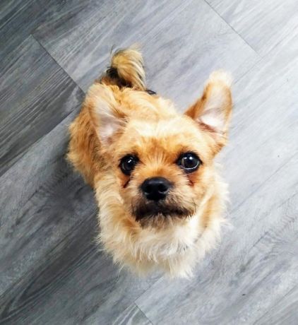 Photo de Quercy, Carlin crois� Yorkshire terrier