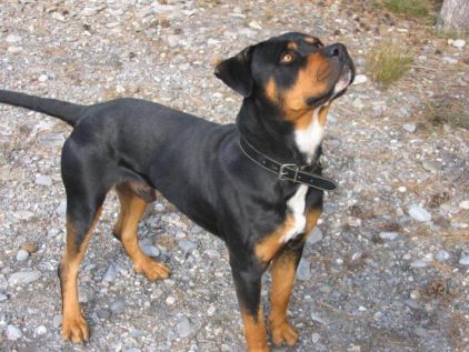 Photo de Cooky, Rottweiler crois�