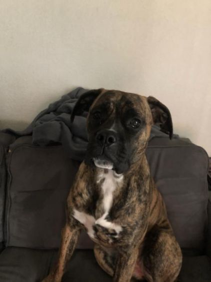 Photo de Kyra, Dogue des Canaries crois� Boxer