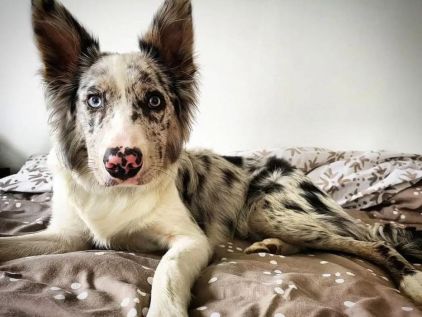 Photo de Osca, Koolie australien pure race