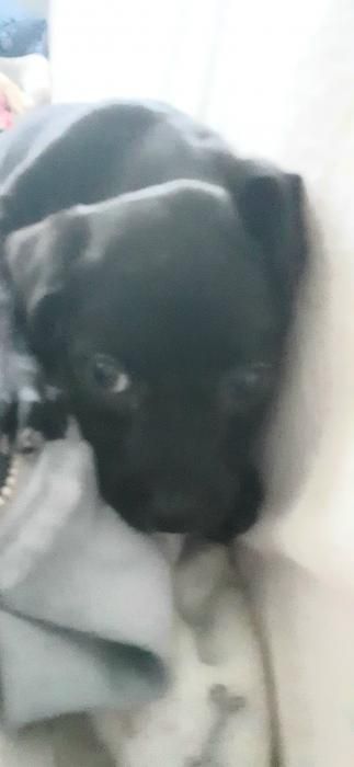 Photo de Oceanic, Labrador Retriever crois� Bouledogue fran�ais