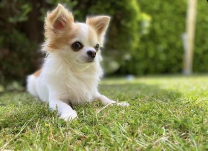 Photo d'Elvis, Chihuahua pure race