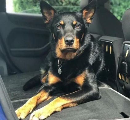 Photo de Rick, Berger Allemand crois� Rottweiler