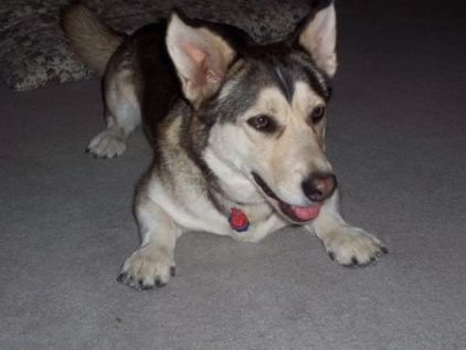 Photo de Ted, Welsh Corgi Pembroke crois� Husky
