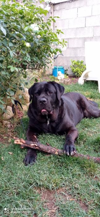Photo de Ottis, Cane Corso pure race