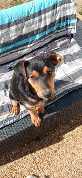 Photo de Daki, Beauceron pure race