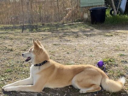 Photo de Kitsune, Akita crois� Berger blanc suisse